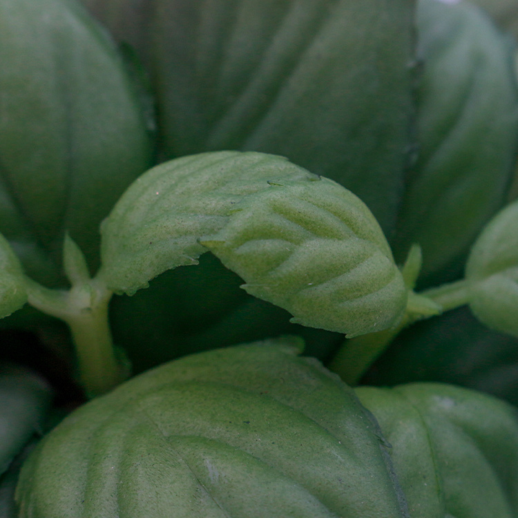 Decoration-Office-Desktop-Ornamental-Decoration-Succulent-Plant-Small-Rabbit-Pot-Artificial-Succulent (4).jpg 